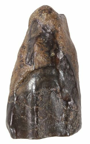 Triceratops Shed Tooth - Montana #53639